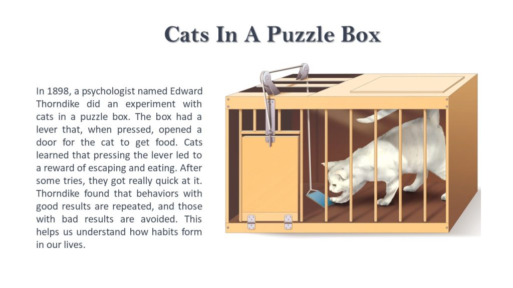 Cats in a Puzzle box 